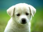 Girls Night Out- benefiting Animal Friends Humane Society ( Butler County SPCA)